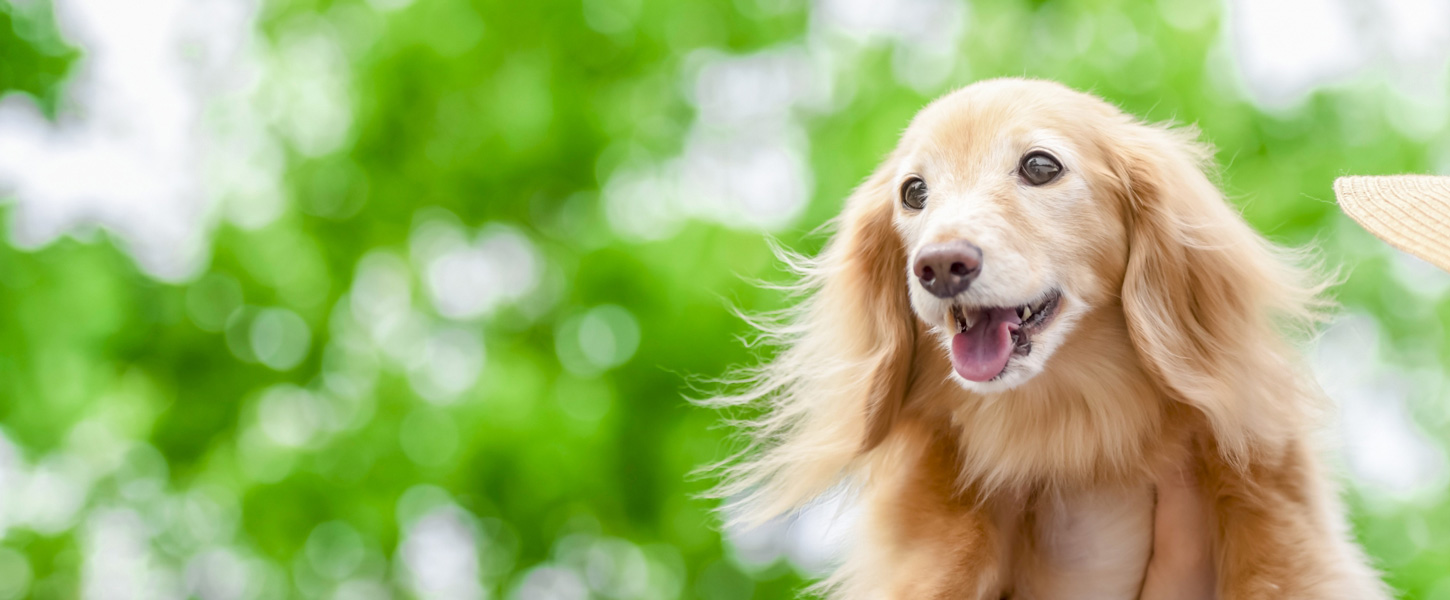 ドッグポール特集 ヘッダー