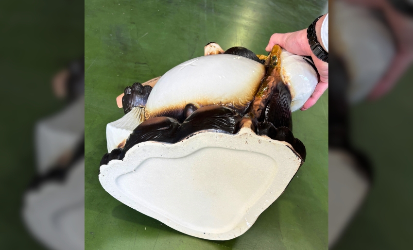 勢いよく傘を差し込むと底面が割れる可能性があるので注意
