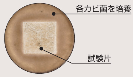 四国化成建材 パレットHG 防カビ効果