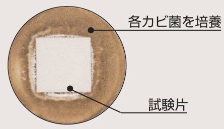 四国化成建材 パレットHG 防カビ効果